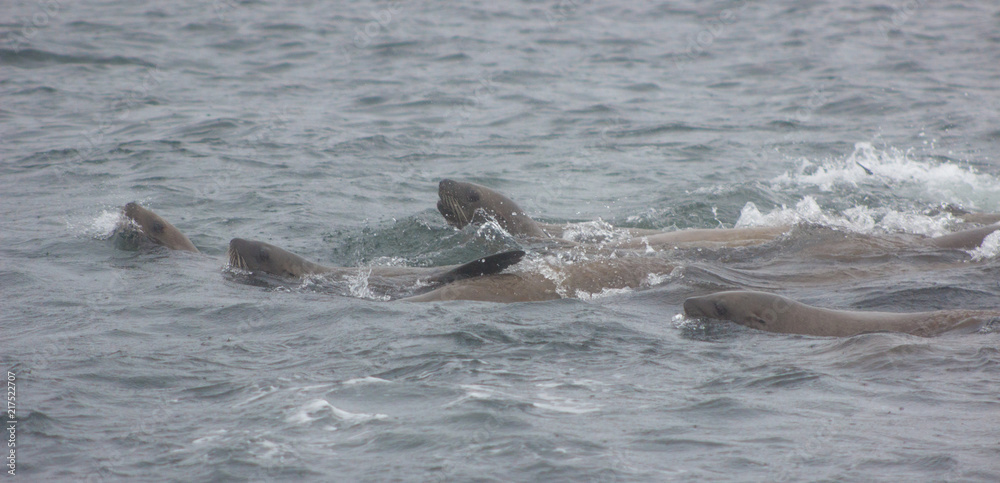 Fototapeta premium Wild steller sea lions (Eumetopias jubatus) on Tuleniy island near Sakhalin