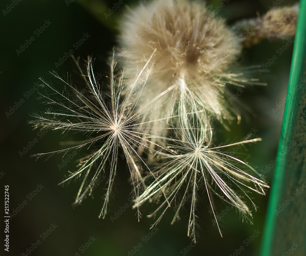 Fototapeta premium Close-up picture of overblown thistle. Fluff. Seeds.