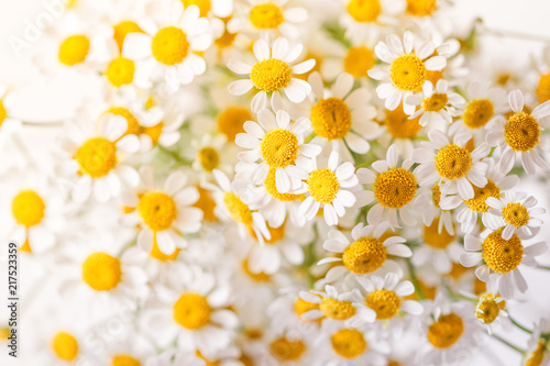 Macro photography of little daisy flowers bouquet over white. Soft focus, top view, close-up composition.