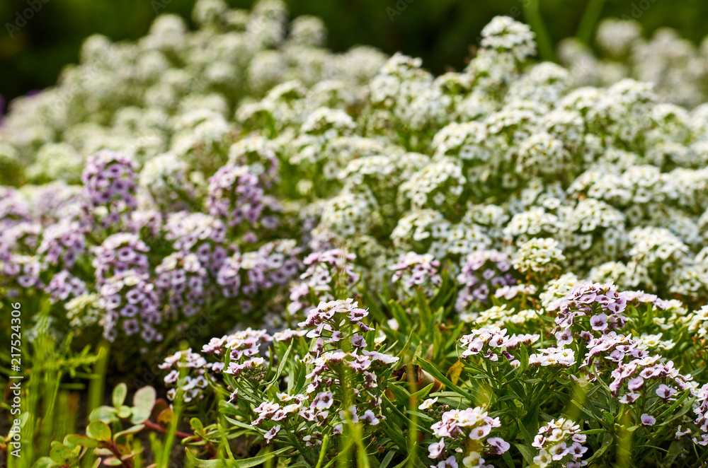 Obraz premium ornamental flowers in the city park, macro photography