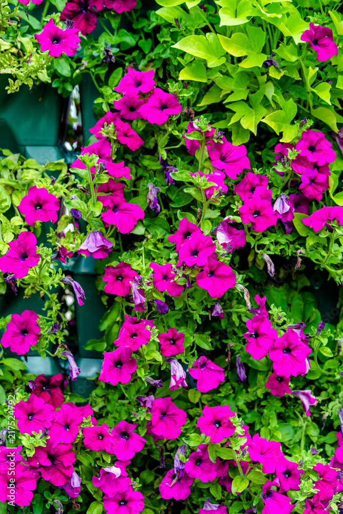 Colorful petunias grow on flower beds in the city 