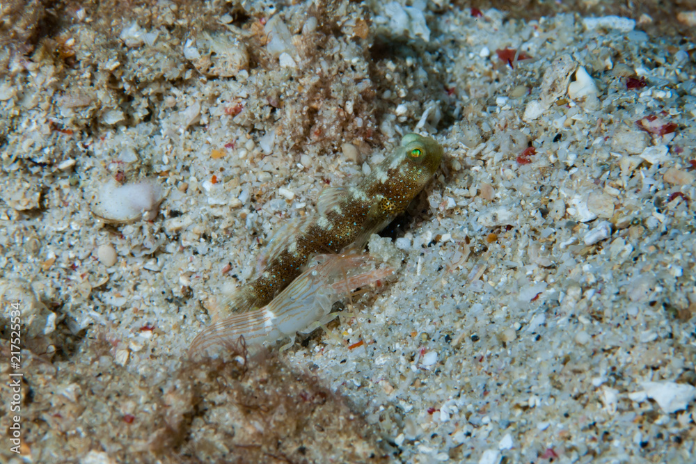 Shrimp-goby Cryptocentrus sp.