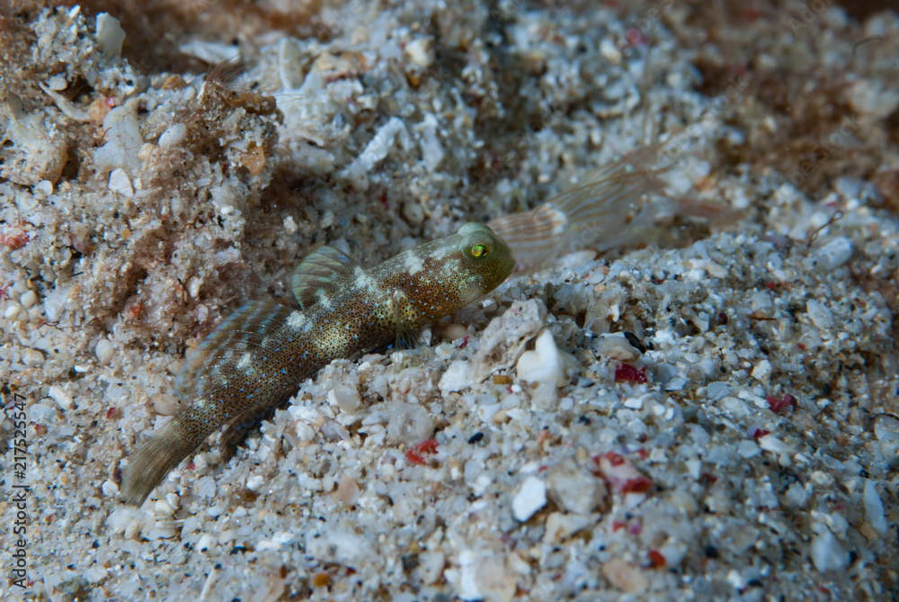Shrimp-goby Cryptocentrus sp. Shrimp-goby Cryptocentrus sp.