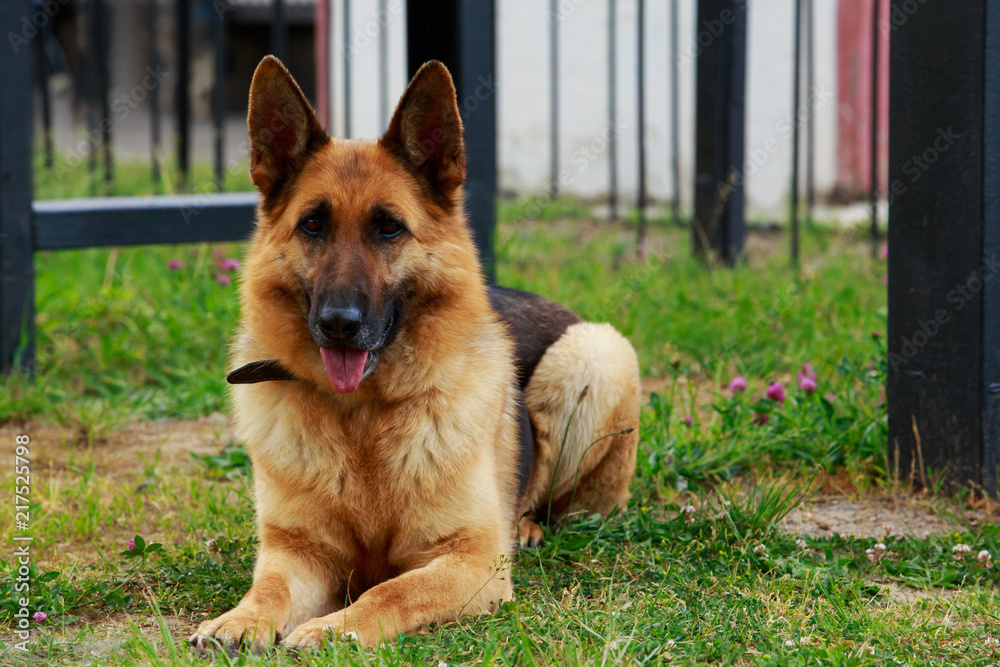 Dog breed German Shepherd Dog breed German Shepherd