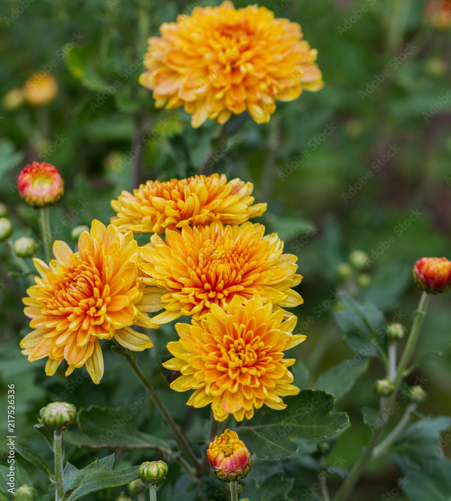 Orange dahlias in a garden. Orange dahlias in a garden.