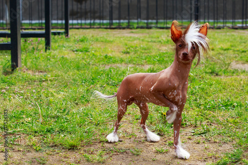 Tablou pe pânză Dog breed Chinese Crested