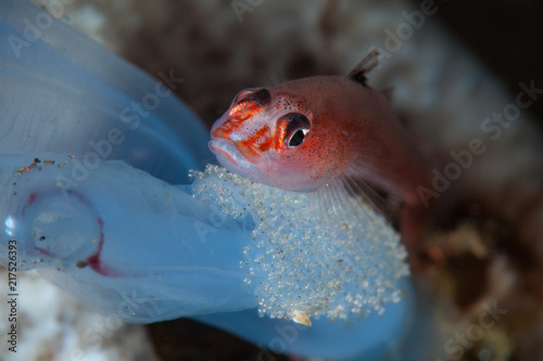 Common Ghostgoby Pleurosicya mossambica photo