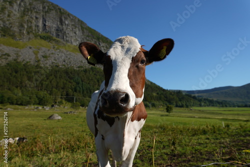 Cow  Norway