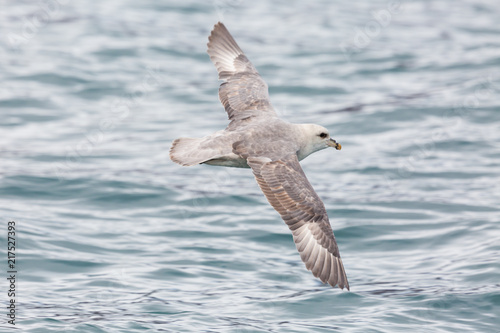 portrait northern arctic fulmar (fulmarus glacialis) flying over sea surface