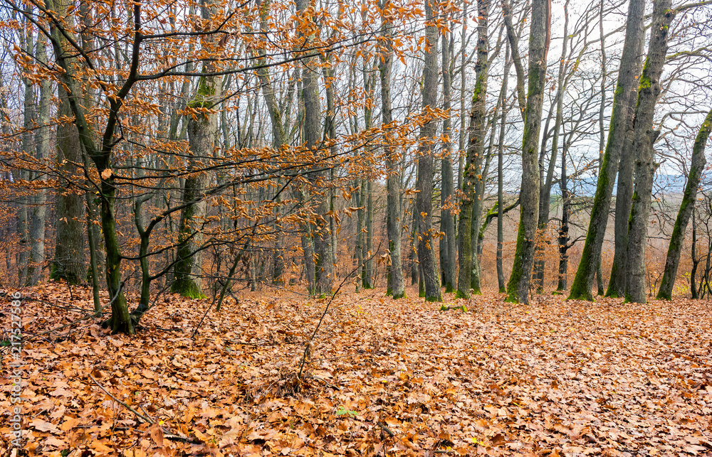 weathered foliage on a tree. leafless forest in autumn weathered foliage on a tree. leafless forest in autumn