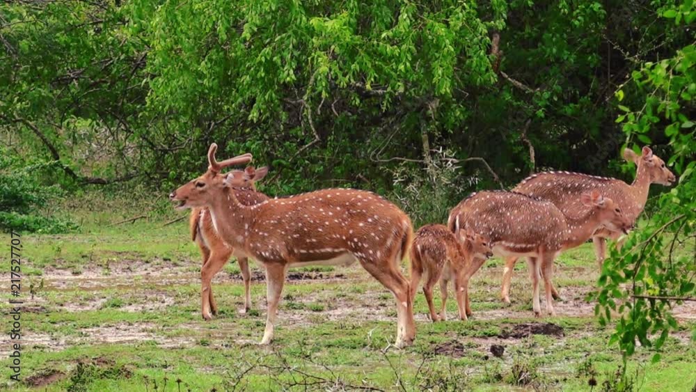 Family of cheetals with fawn grazing under rain. Group of white spotted or axis deers chewing grass together against green shrubs on background. Slow motion video. Yala National Park, Sri Lanka. Family of cheetals with fawn grazing under rain. Group of white spotted or axis deers chewing grass together against green shrubs on background. Slow motion video. Yala National Park, Sri Lanka.