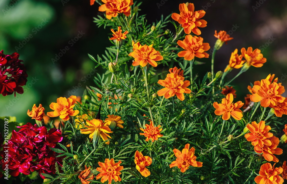 The flowers are blooming The flowers are blooming