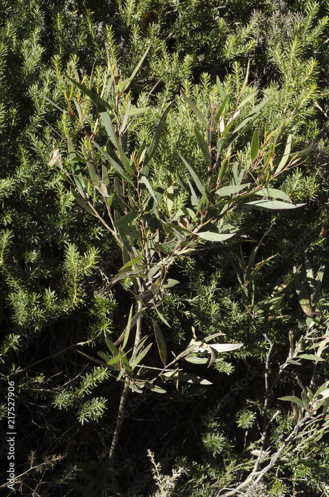 Fototapeta premium Eucalyptus tree growing in scrubland