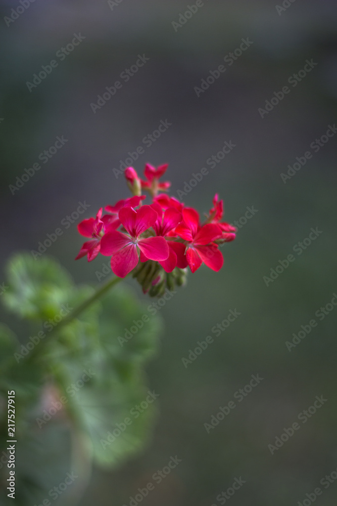 Pelargonium or Geranium flower close look at a cluster of red bloom, buds and green leave. Vertical view