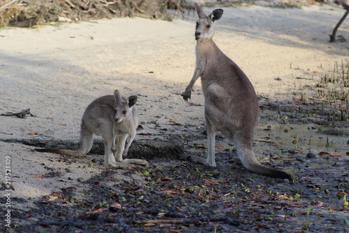 kangaroo and baby upright © Briannan