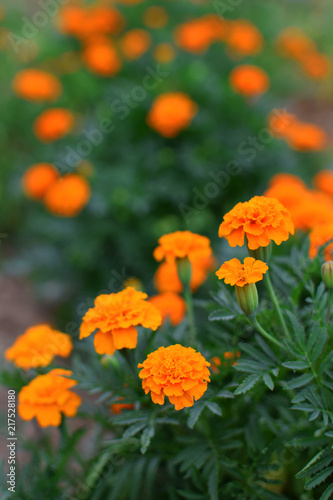 Beautiful orange marigold flowers Tagetes in garden selected focus at shallow depth of field with copy space on blurred leaves. © Inga
