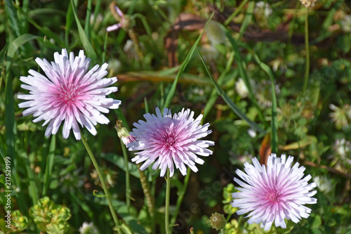 Field of flowers  flowering and details.