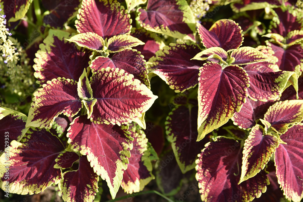 Coléus rouge et vert Coléus rouge et vert