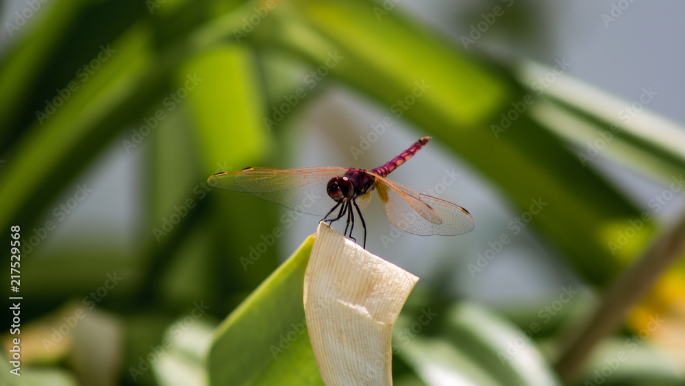 Naklejka premium Dragon Fly