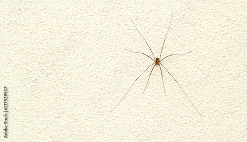 Phalangium opilio on light wall. Spider.