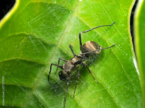 Macro Photo of Ant Mimic Jumping Spider in Web on Green Leaf