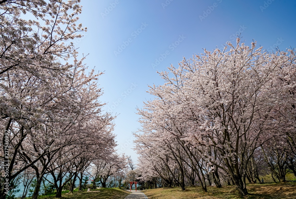 桜　粟嶋神社