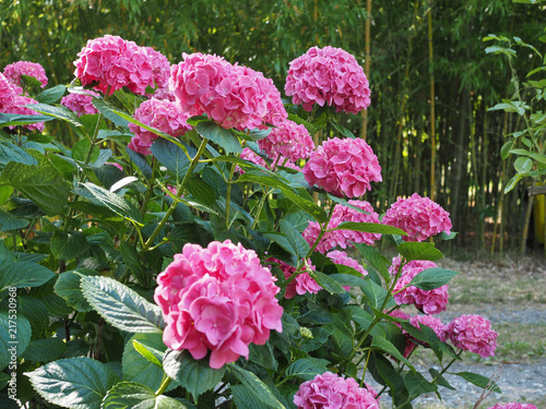 pink hortensia (Hydrangea) flower