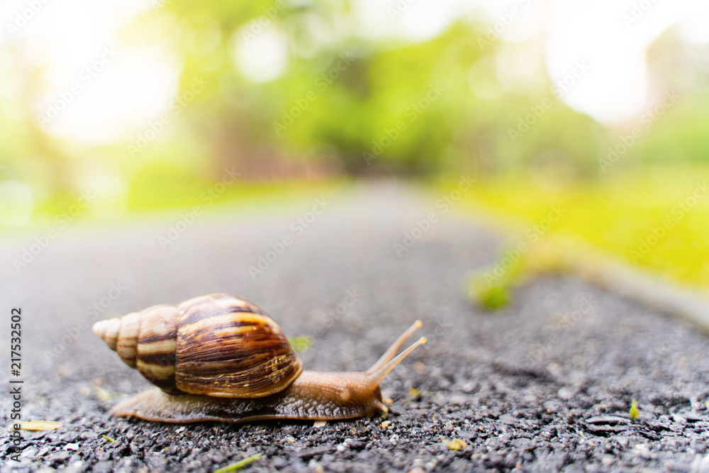 snail in shell crawling on road, summer day in garden with copy space, blurred background. snail in shell crawling on road, summer day in garden with copy space, blurred background.