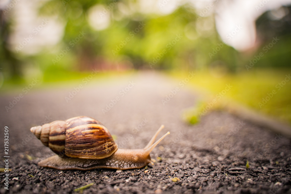 snail in shell crawling on road, summer day in garden with copy space, blurred background. snail in shell crawling on road, summer day in garden with copy space, blurred background.