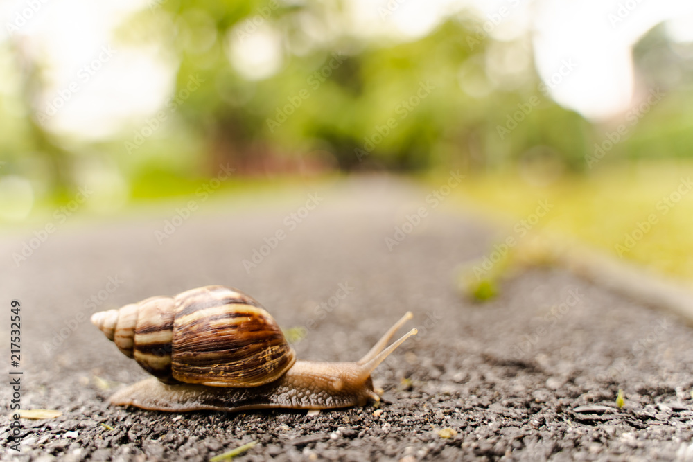 snail in shell crawling on road, summer day in garden with copy space, blurred background. snail in shell crawling on road, summer day in garden with copy space, blurred background.