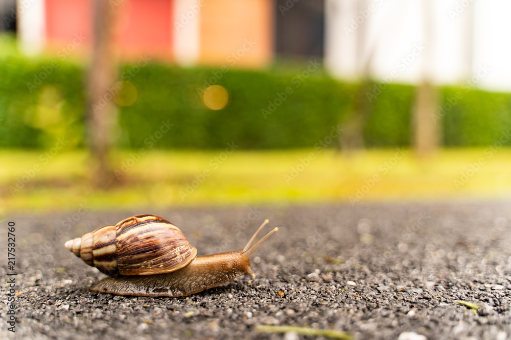 snail in shell crawling on road, summer day in garden with copy space, blurred background. snail in shell crawling on road, summer day in garden with copy space, blurred background.