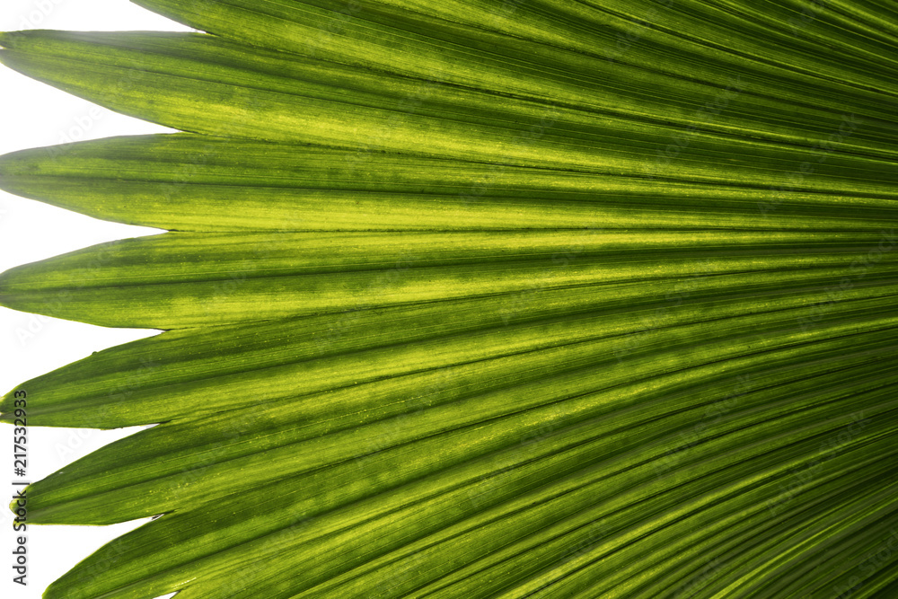 Lines of rustling leaves look beautiful against the light. Lines of rustling leaves look beautiful against the light.