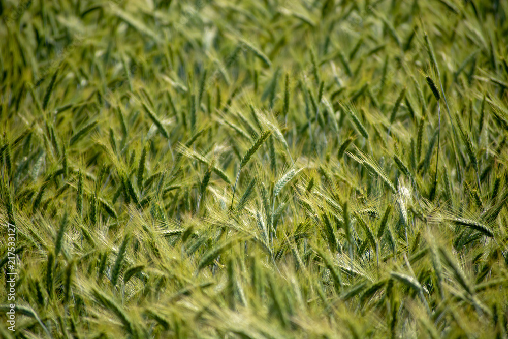immature wheat ears, green wheat fields