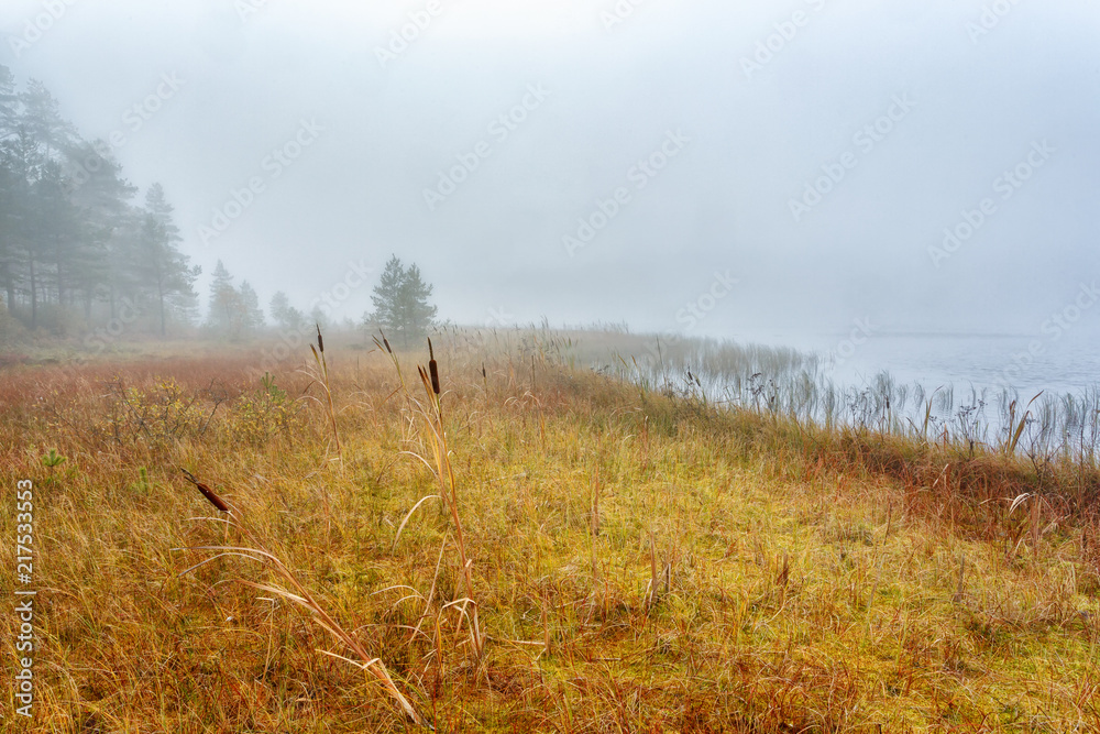 Bog at a lake with fog Bog at a lake with fog