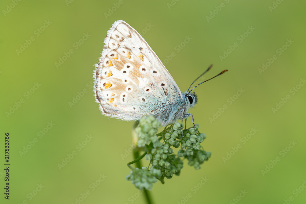 Geißklee-Bläuling (Plebejus argus) Geißklee-Bläuling (Plebejus argus)
