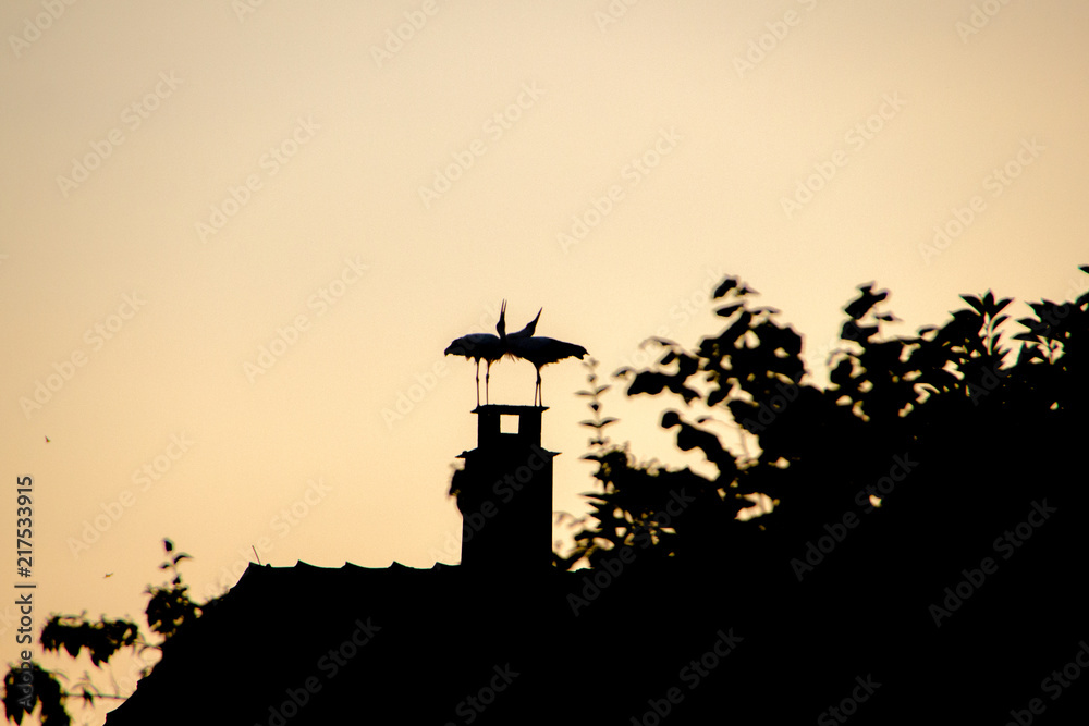 Silhouette of two stork birds standing on a chimney at a rooftop in the evening light and making noises. There exist many storks in the region of Alsace and Palatine that build nests on top of house