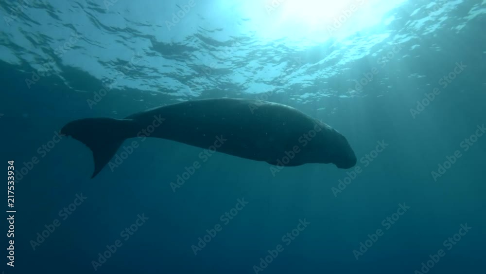 Dugong slowly swim under surface in the blue water (Dugong or Sea Cow, Dugong dugon) Underwater shot, 4K / 60fps
Dugong slowly swim under surface in the blue water (Dugong or Sea Cow, Dugong dugon) Underwater shot, 4K / 60fps