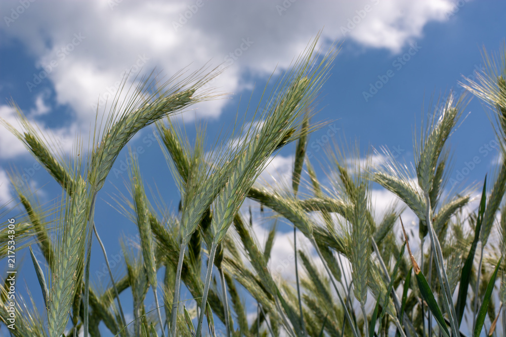 immature wheat ears, green wheat fields immature wheat ears, green wheat fields