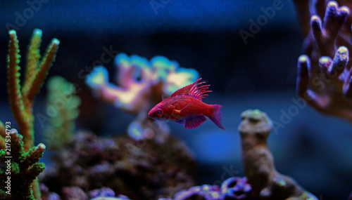Fotografija Reef safe flasher wrasse in saltwater coral reef aquarium tank