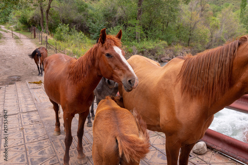 a herd of horses on a bridge by the river