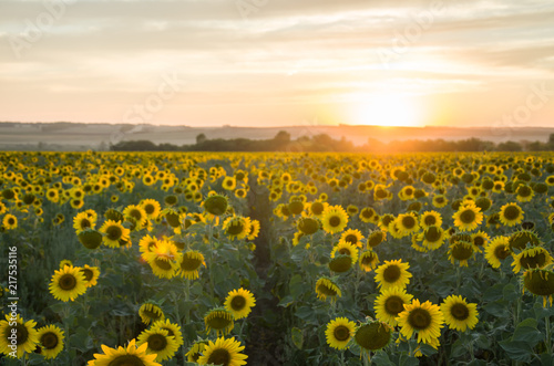 Field of sunflowers and sunset