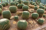 Cactus, Cactus thorns, Close up thorns of cactus, Cactus Background
