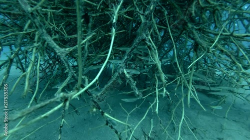 school of small fry Yellow-tail Barracuda hides in mangroves (Underwater shot, 4K / 60fps)
 photo