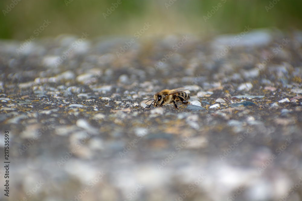 Close-up of Honeybee perched on Concrete wall Close-up of Honeybee perched on Concrete wall