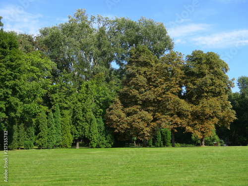 Summer landscape with large trees and lawn