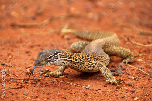 A big dragon or lizard or goanna  with a black splitted tongue walking and moving in the Australian wilderness of the red desert, taking a sunbath or looking for food
