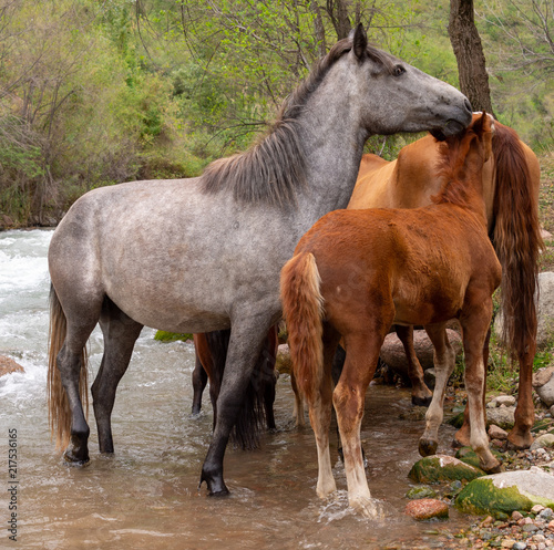 a herd of horses in nature