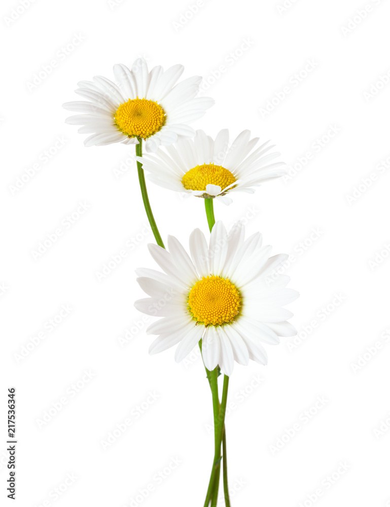 Three Chamomiles (Ox-Eye Daisy ) isolated on white background.