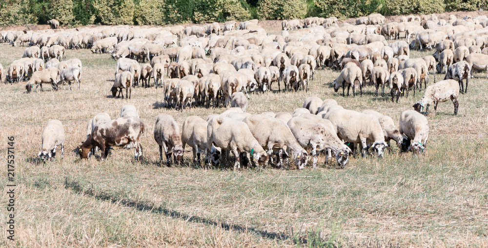 Obraz premium Flock of sheep