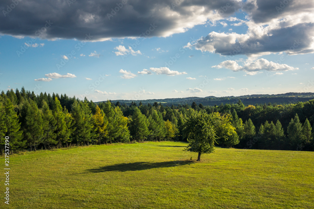 Tree on the meadow in Roztoczanski National Park, Lubelskie, Poland